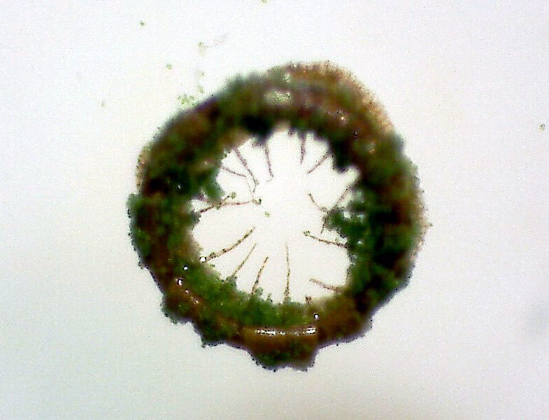 Anacamptodon splachnoides